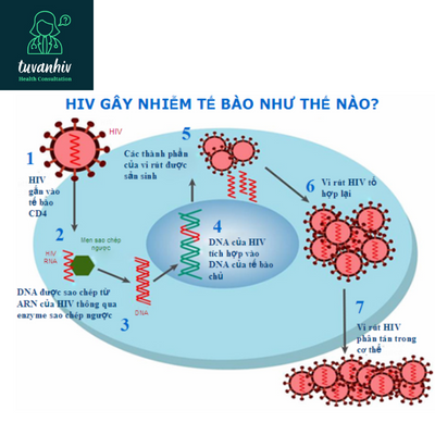 HIV tấn công tế bào miễn dịch CD4