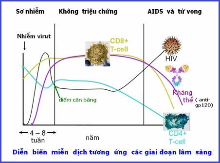 Các giai đoạn phát triển của virut HIV