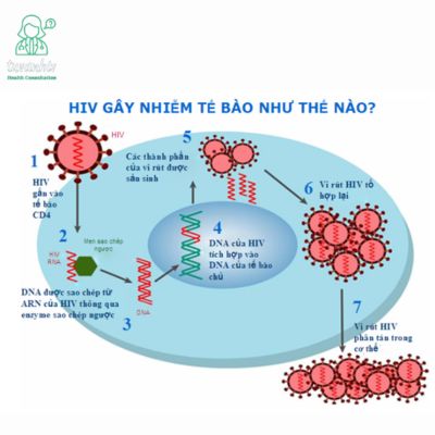 Vòng đời virus HIV: 7 Giai đoạn